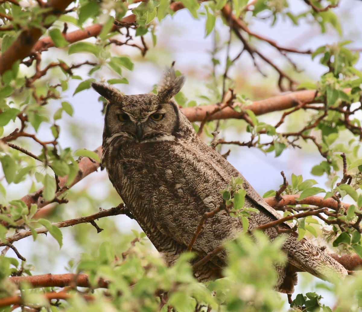 Great Horned Owl - ML164828521