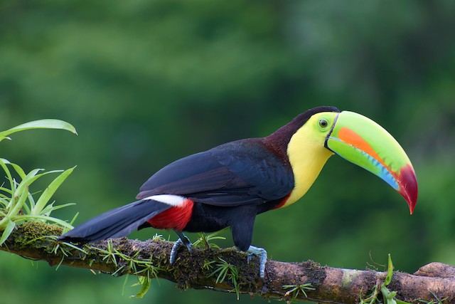 サンショクキムネオオハシ Ebird