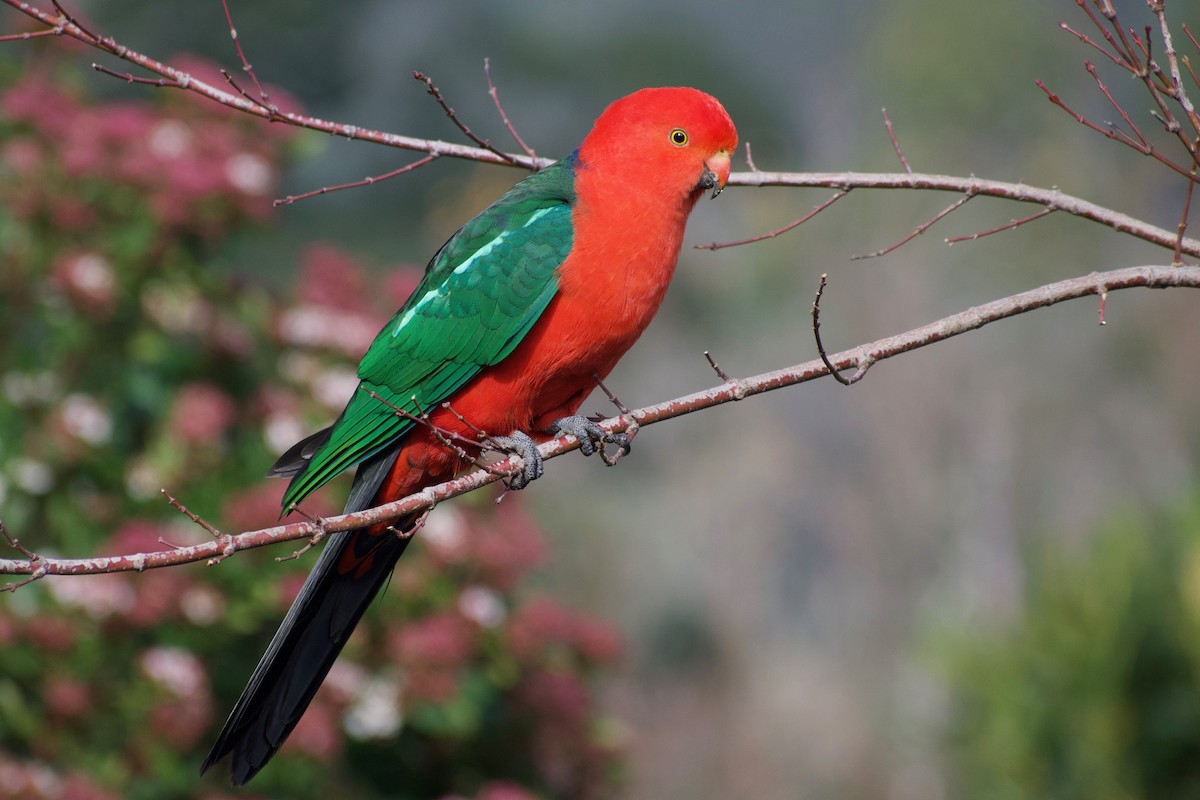 Australian King-Parrot - ML164828871