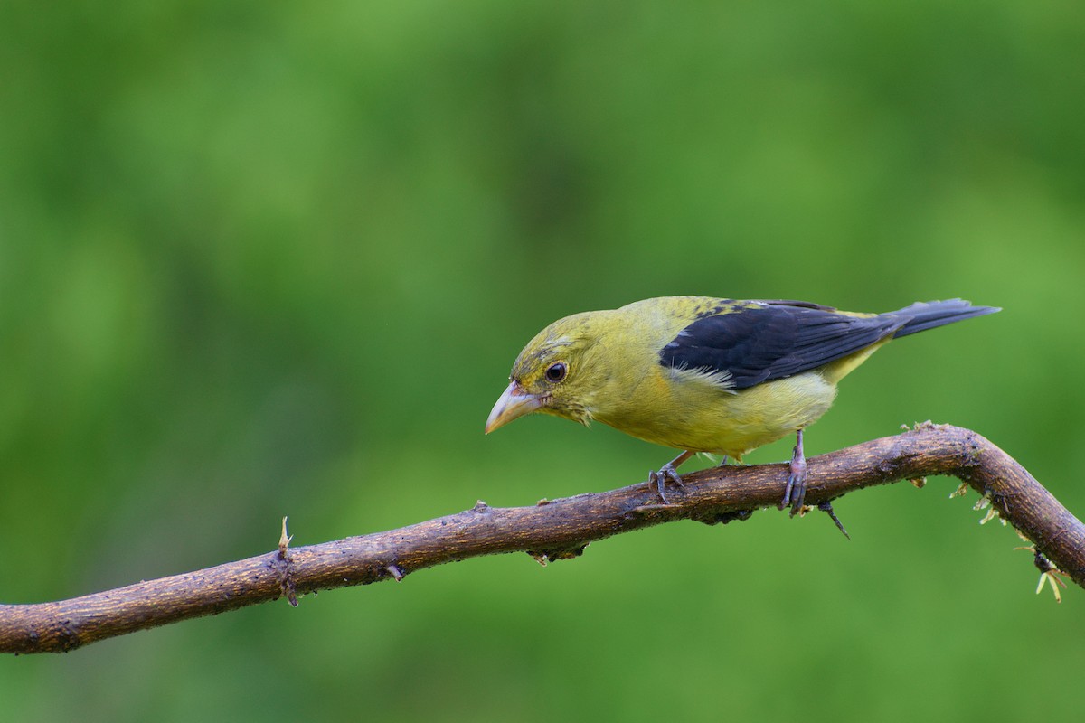 Scarlet Tanager - ML164830611