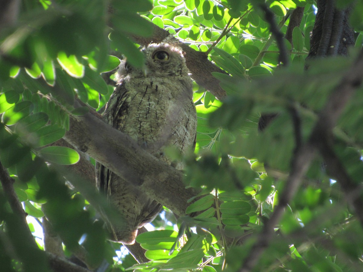Pacific Screech-Owl - Leticia Andino Biologist and Birding Tour Guide