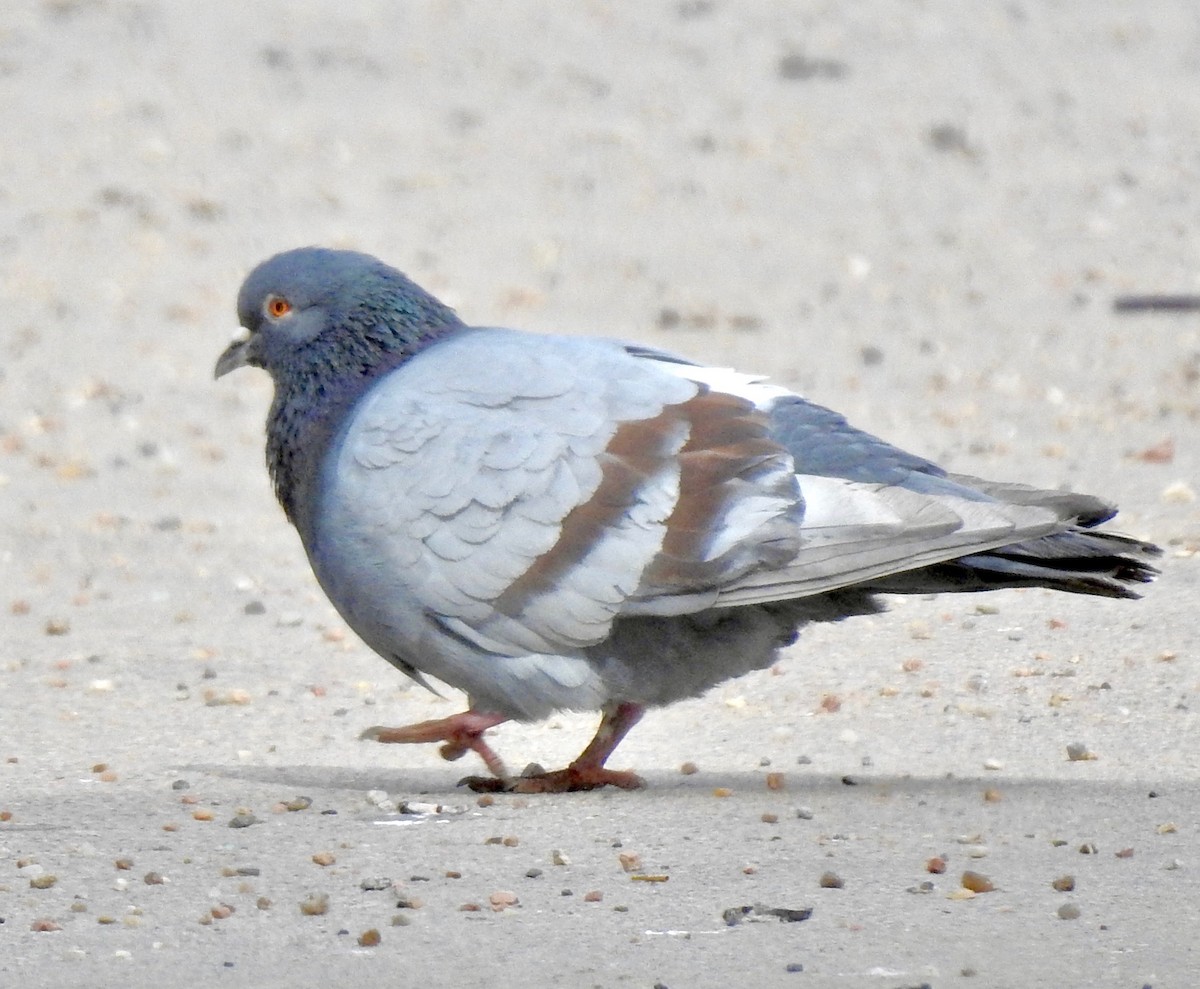 Rock Pigeon (Feral Pigeon) - ML164843051