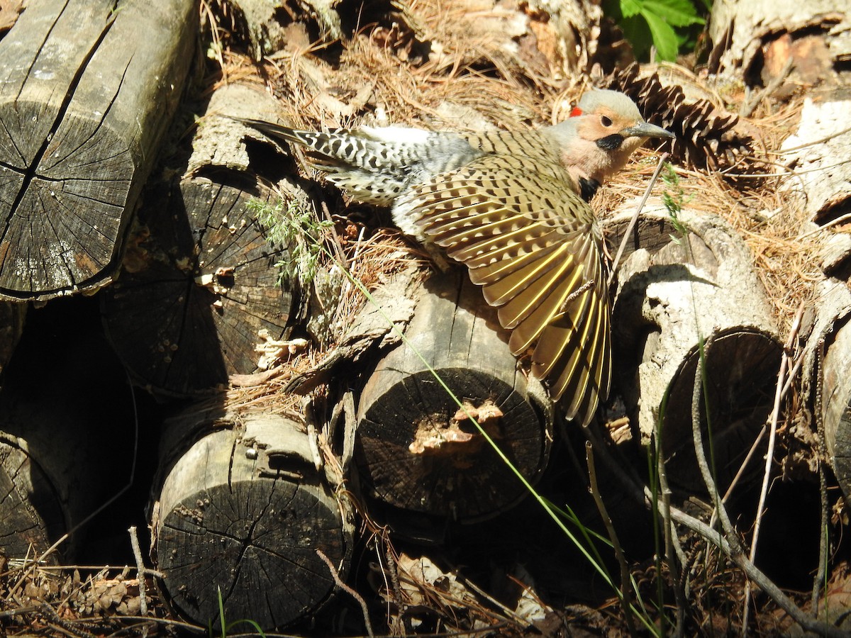 Northern Flicker (Yellow-shafted) - ML164843321