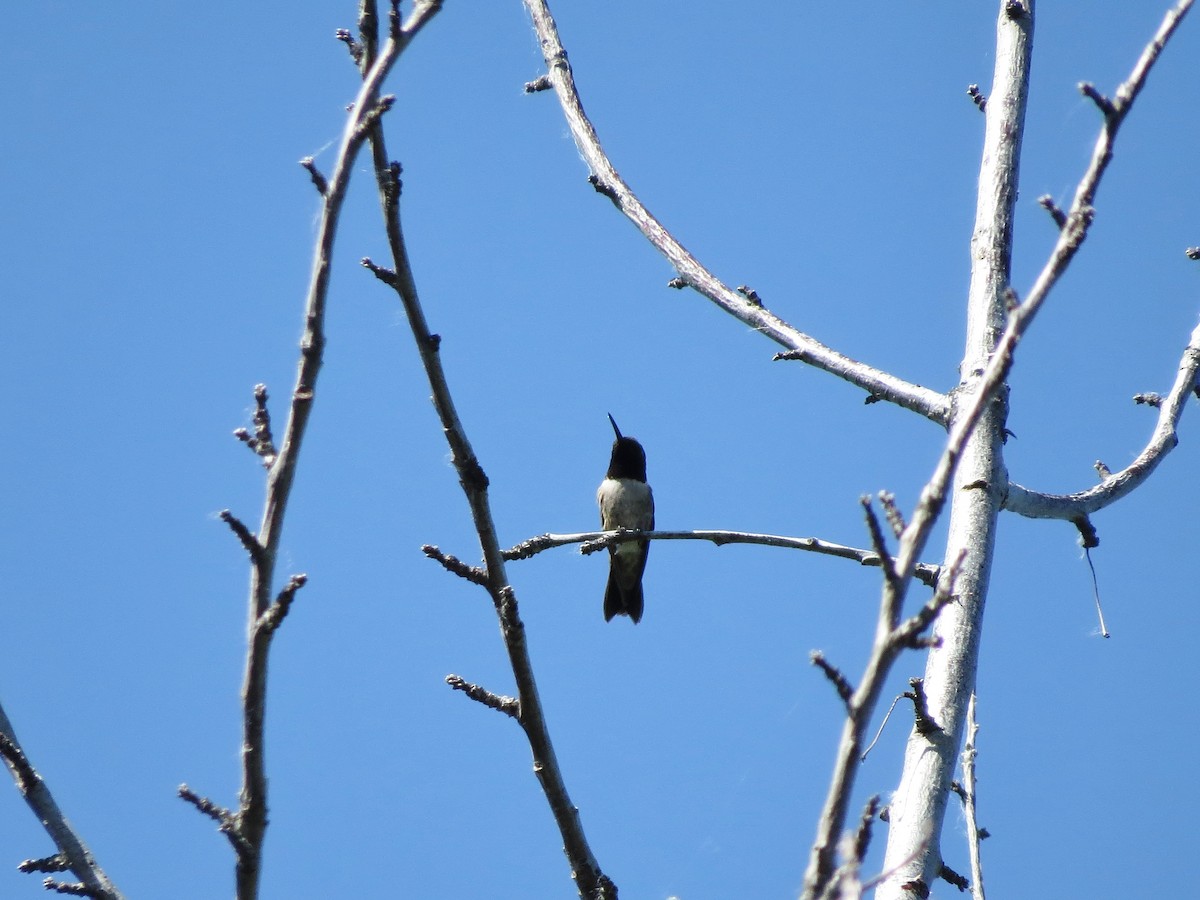 Black-chinned Hummingbird - ML164844111