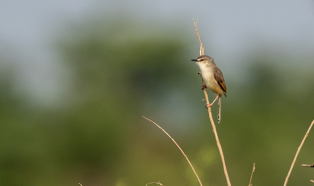 Tawny-flanked Prinia - Forest Botial-Jarvis