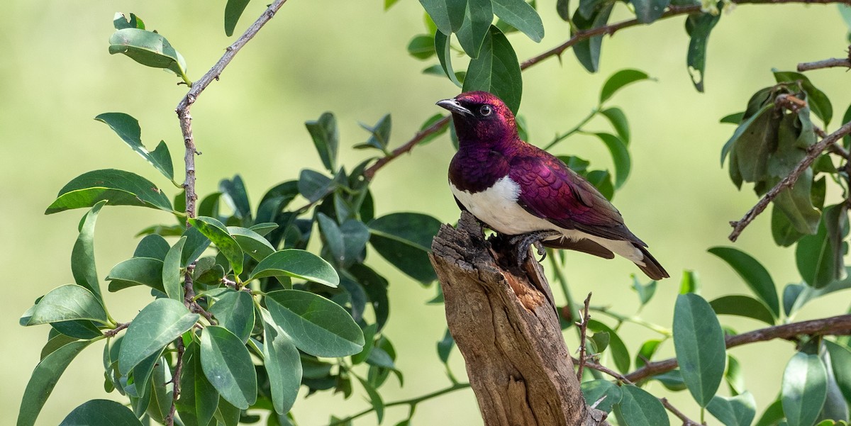 Violet-backed Starling - ML164849671