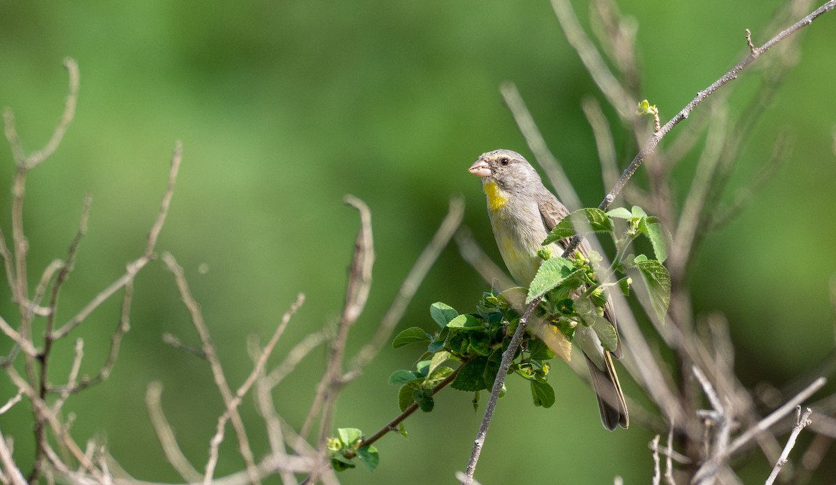 Yellow-throated Serin - Forest Botial-Jarvis