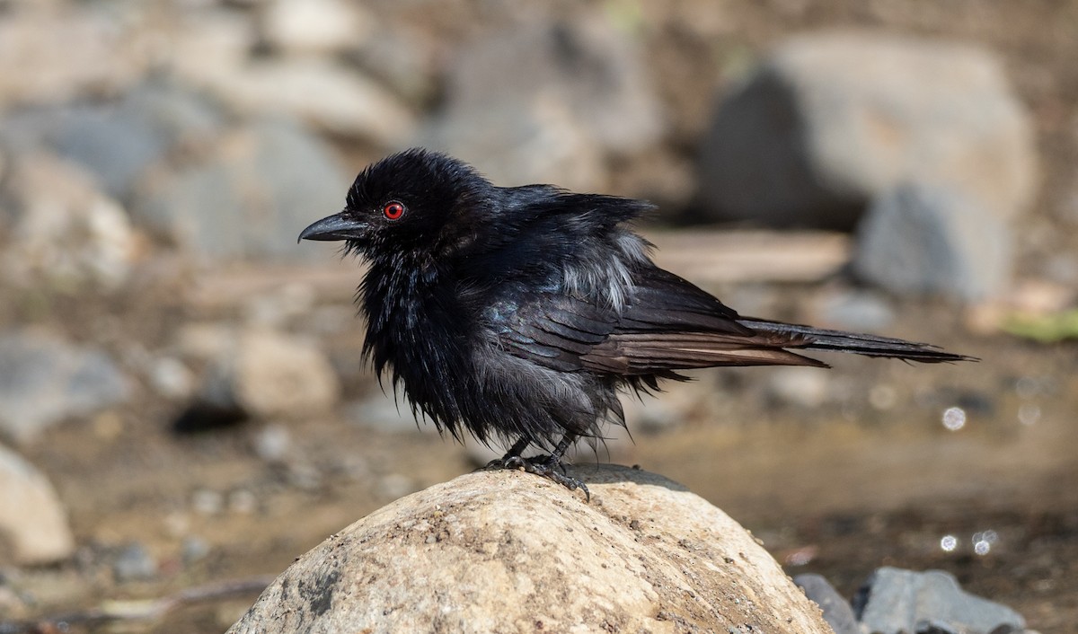 Fork-tailed Drongo - ML164850041