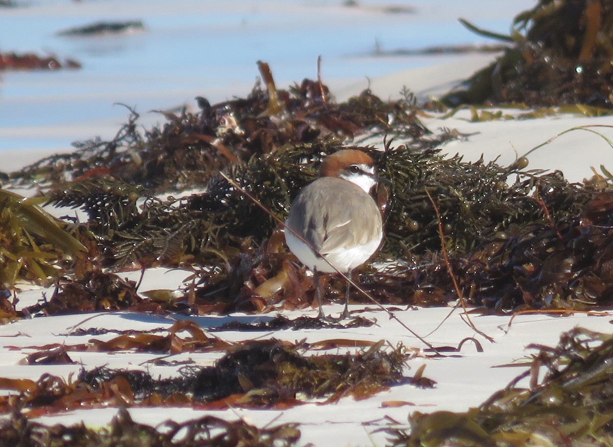 Red-capped Plover - Sue Beatty