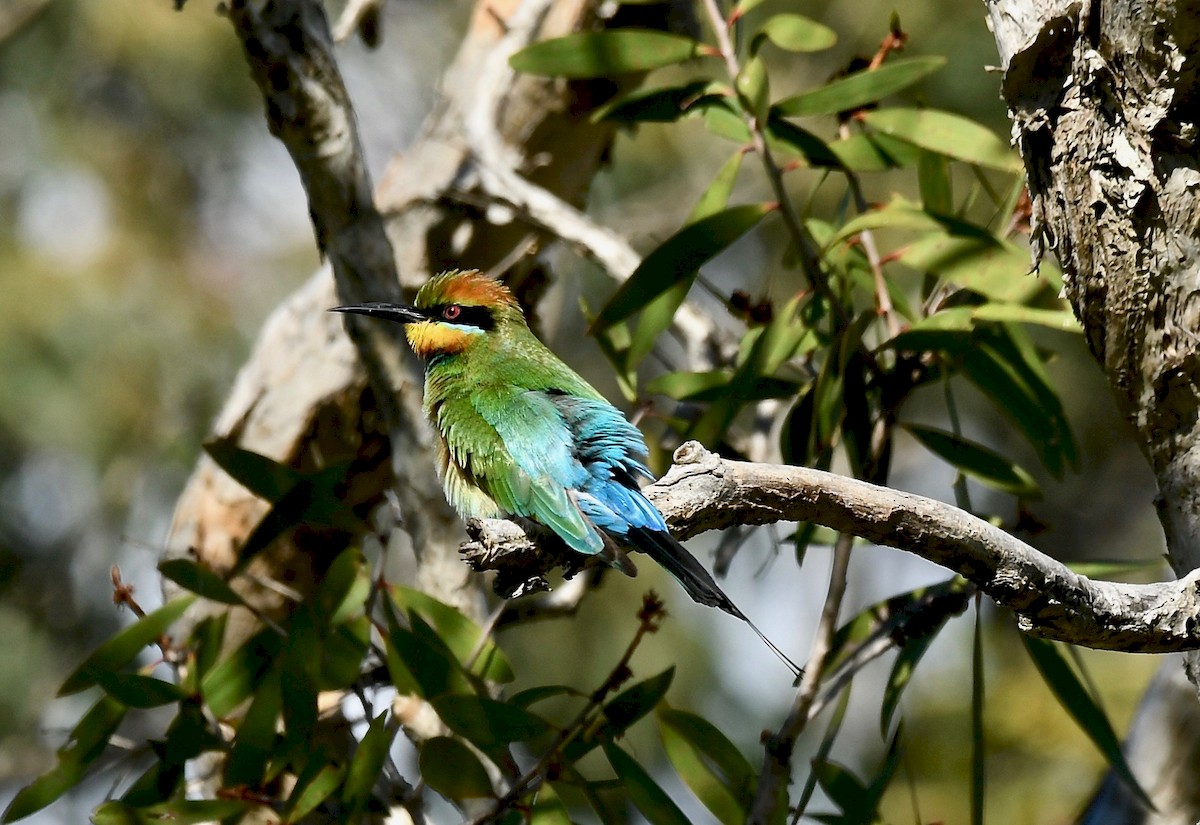 Rainbow Bee-eater - ML164851161