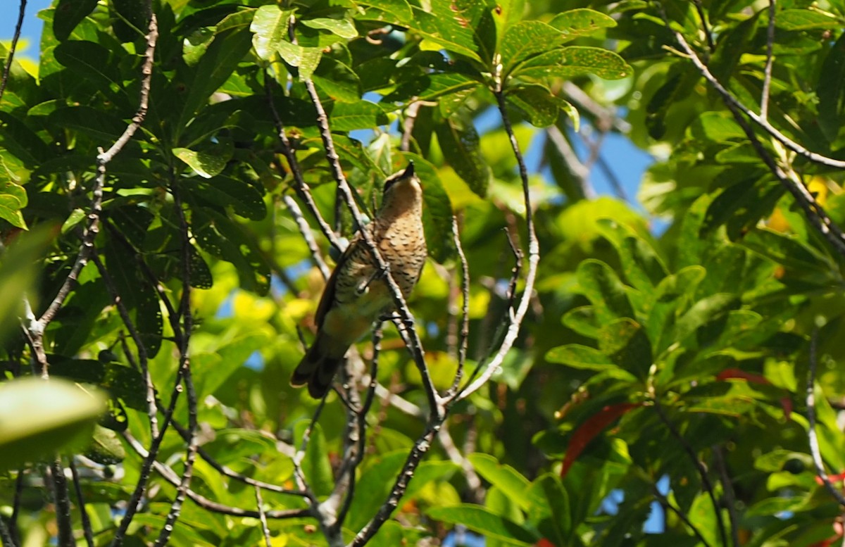 Common Cicadabird (Palau) - Scott (瑞興) LIN(林)