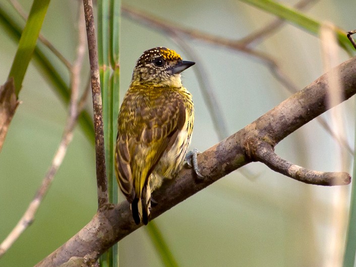 Bar-breasted Piculet - Joao Quental JQuental