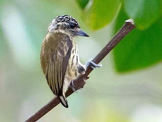  - Bar-breasted Piculet