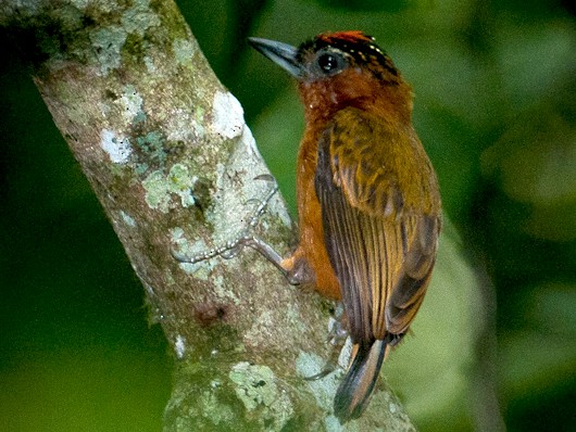 Rufous-breasted Piculet - Stephen Davies