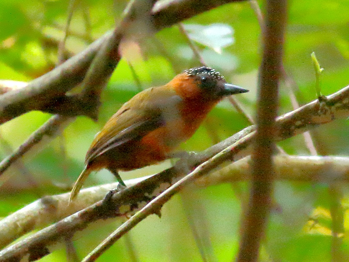 Rufous-breasted Piculet - Picumnus rufiventris - Birds of the World