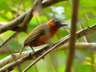  - Rufous-breasted Piculet
