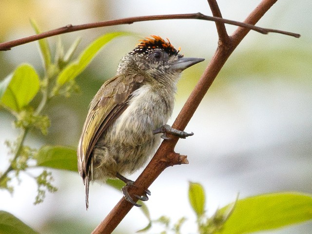 Adult male - Fine-barred Piculet - 