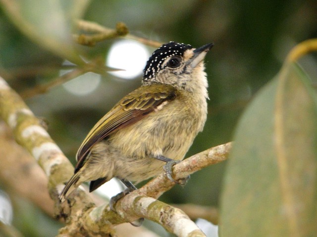 Adult female - Fine-barred Piculet - 