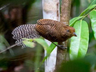  - Undulated Antshrike