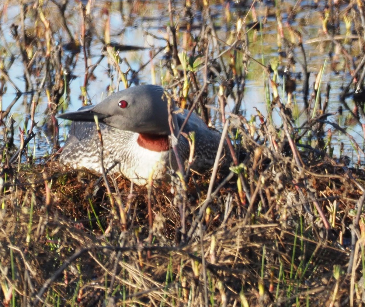 Red-throated Loon - ML164863111