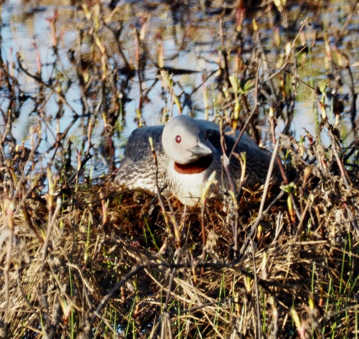 Red-throated Loon - ML164863161