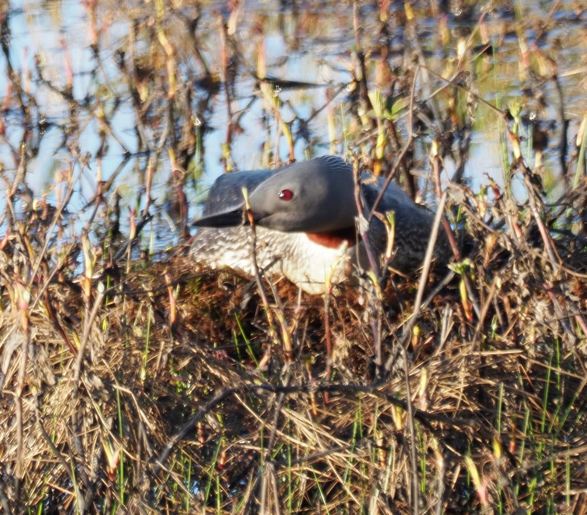Red-throated Loon - ML164863231