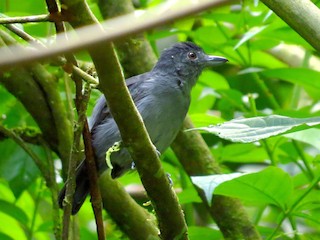  - Plain-winged Antshrike