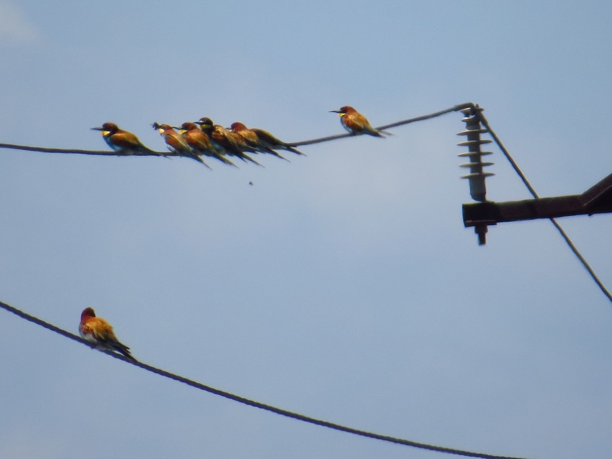 European Bee-eater - ML164864591