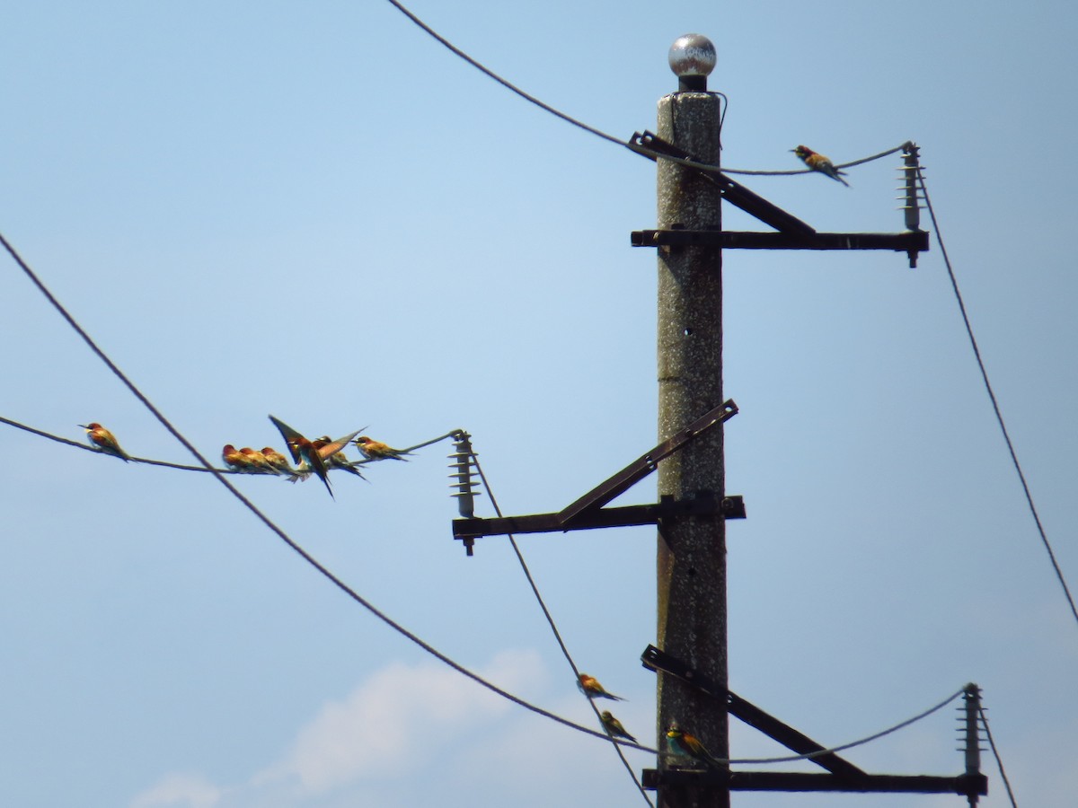 European Bee-eater - ML164864641