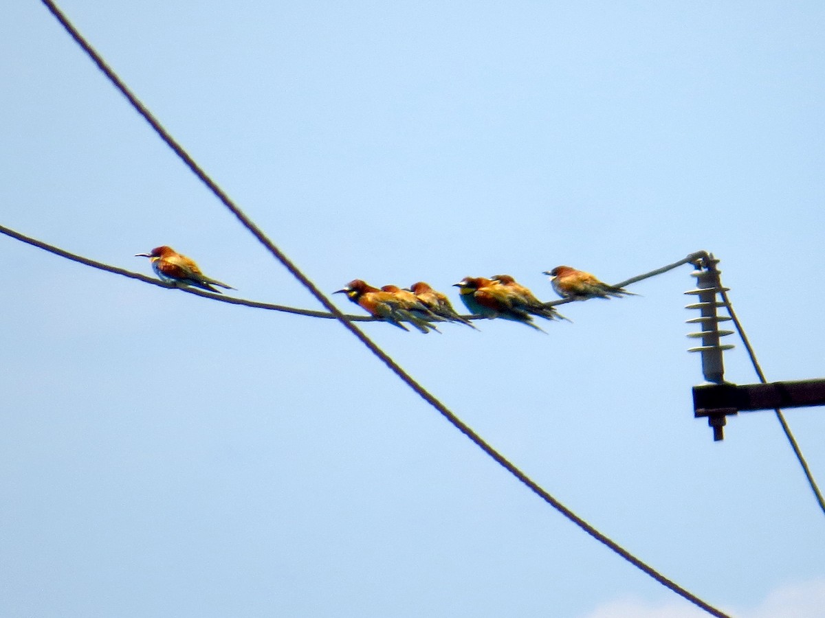 European Bee-eater - ML164864661