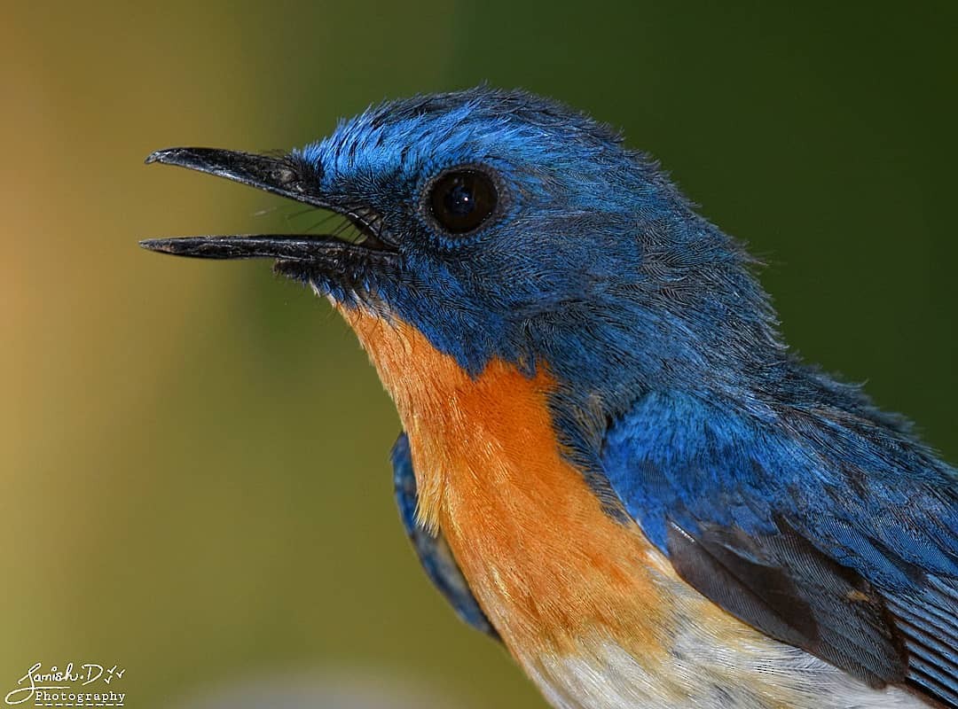 Tickell's Blue Flycatcher - Samish Dhongle