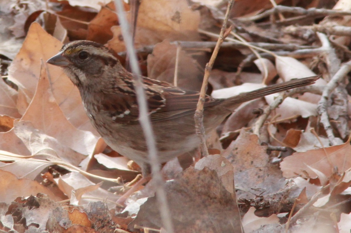 White-throated Sparrow - ML164869511
