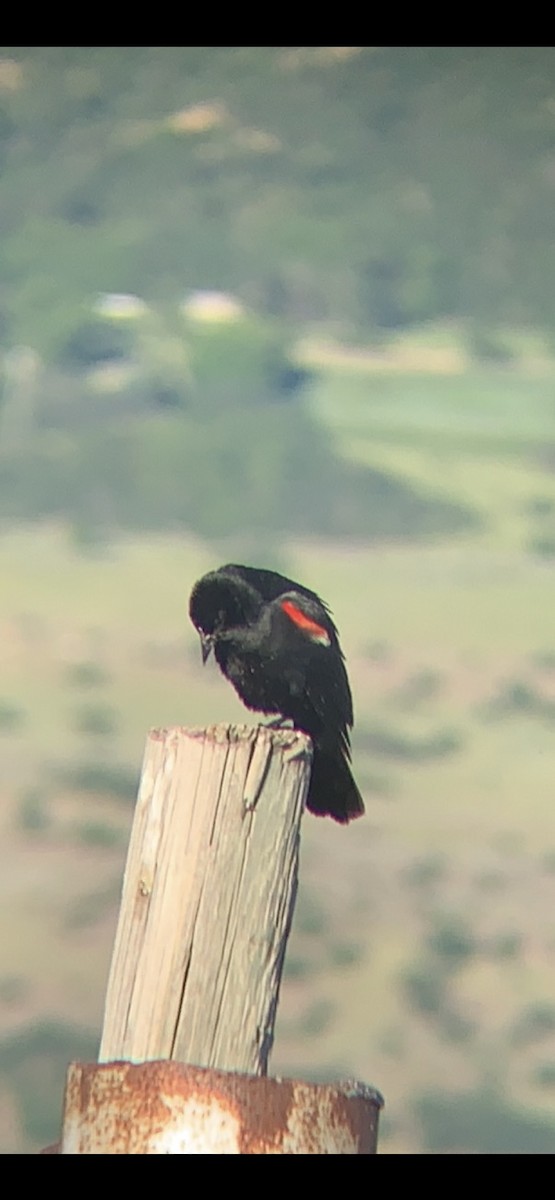 Red-winged Blackbird - ML164869571