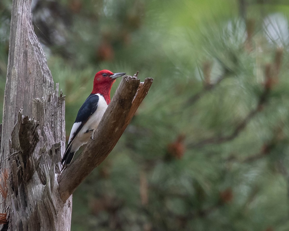 Red-headed Woodpecker - Jeremy Coleman