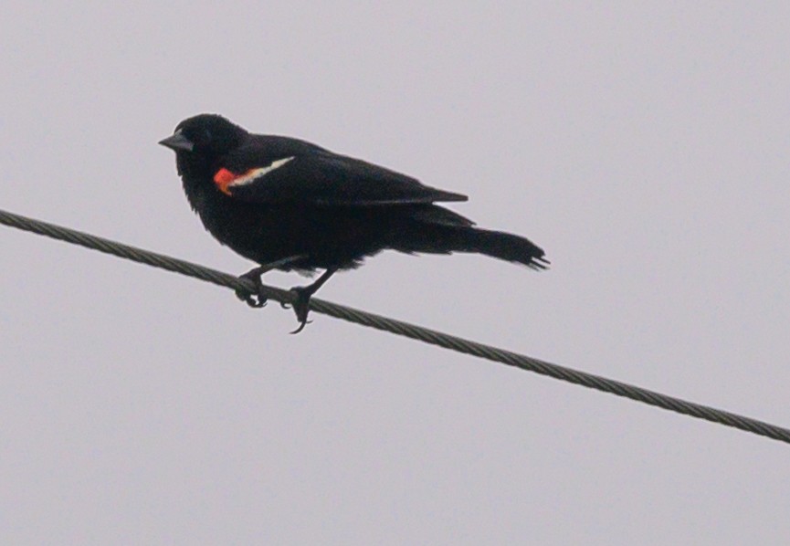 Red-winged Blackbird (Red-winged) - Norman Soskel