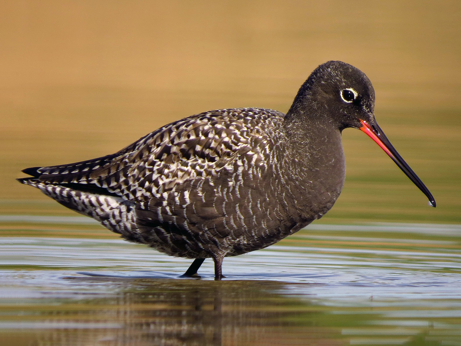 Spotted Redshank - Luka Hercigonja