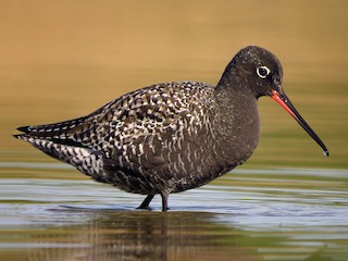  - Spotted Redshank