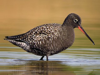 Breeding adult - Luka Hercigonja - ML164874681