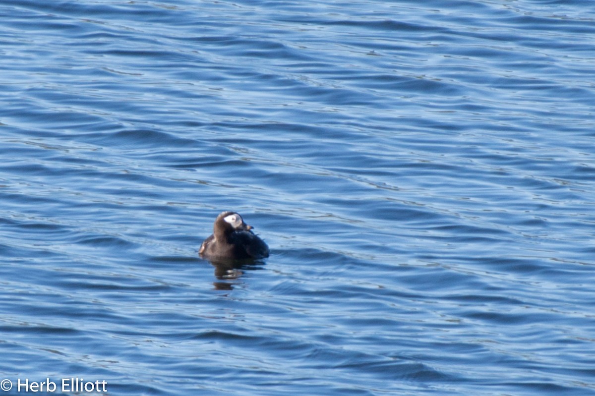 Long-tailed Duck - ML164876061