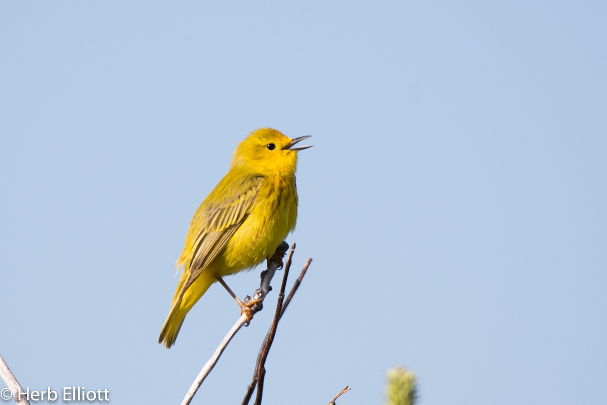 Yellow Warbler (Northern) - ML164878461