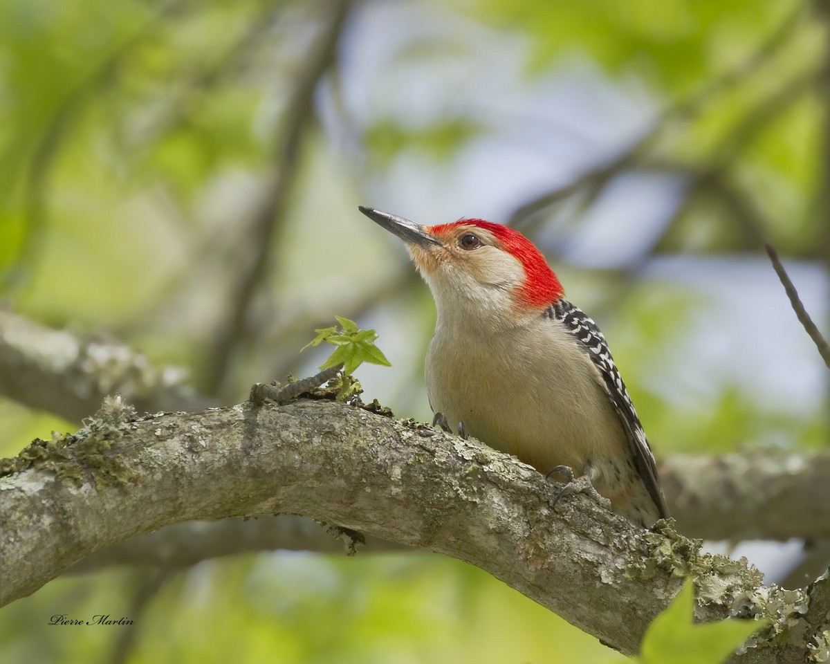 Red-bellied Woodpecker - pierre martin