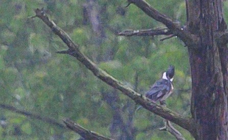 Belted Kingfisher - ML164889631