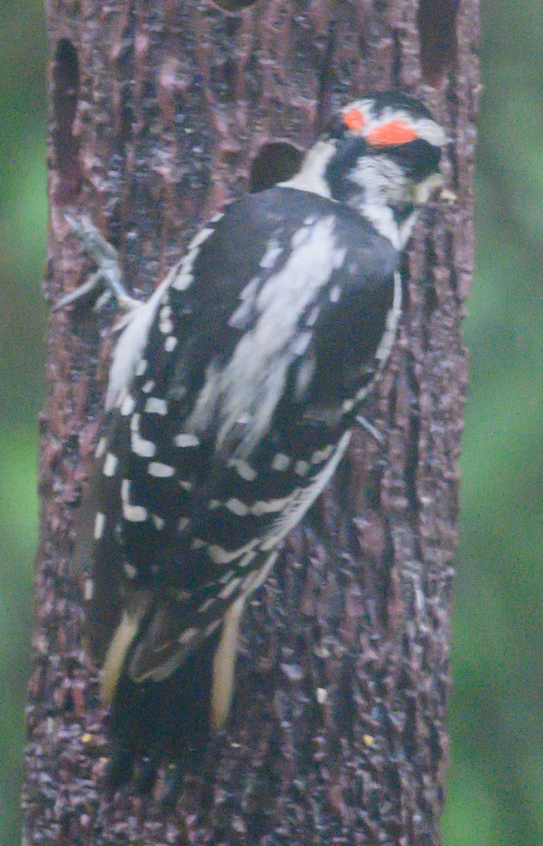 Hairy Woodpecker - Norman Soskel