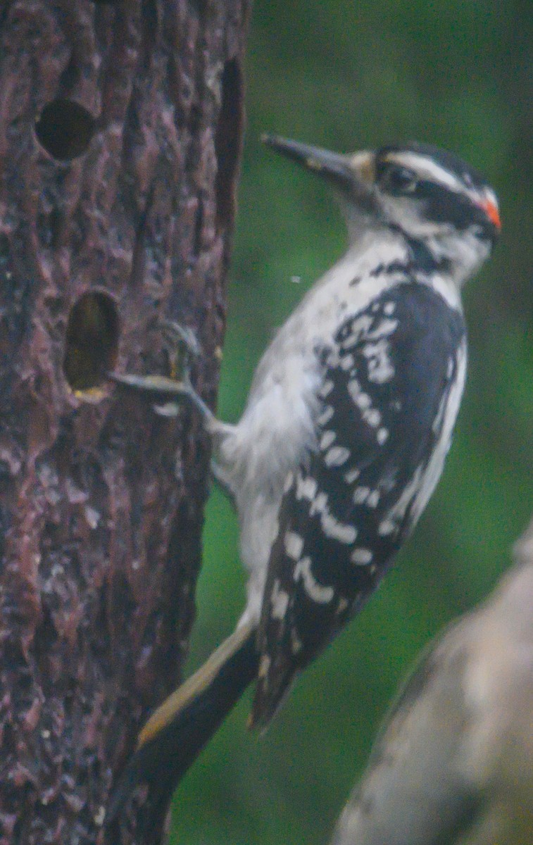 Hairy Woodpecker - ML164890131