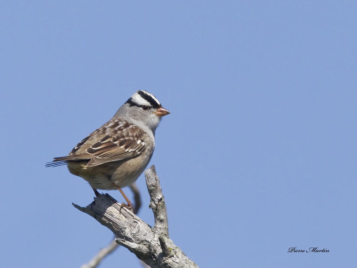 White-crowned Sparrow - ML164890361
