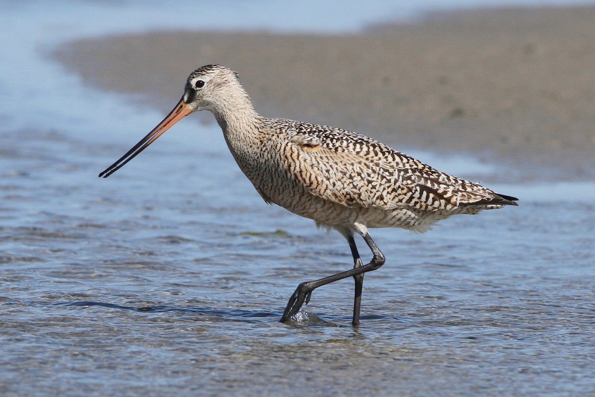 Marbled Godwit - Brandon Caswell