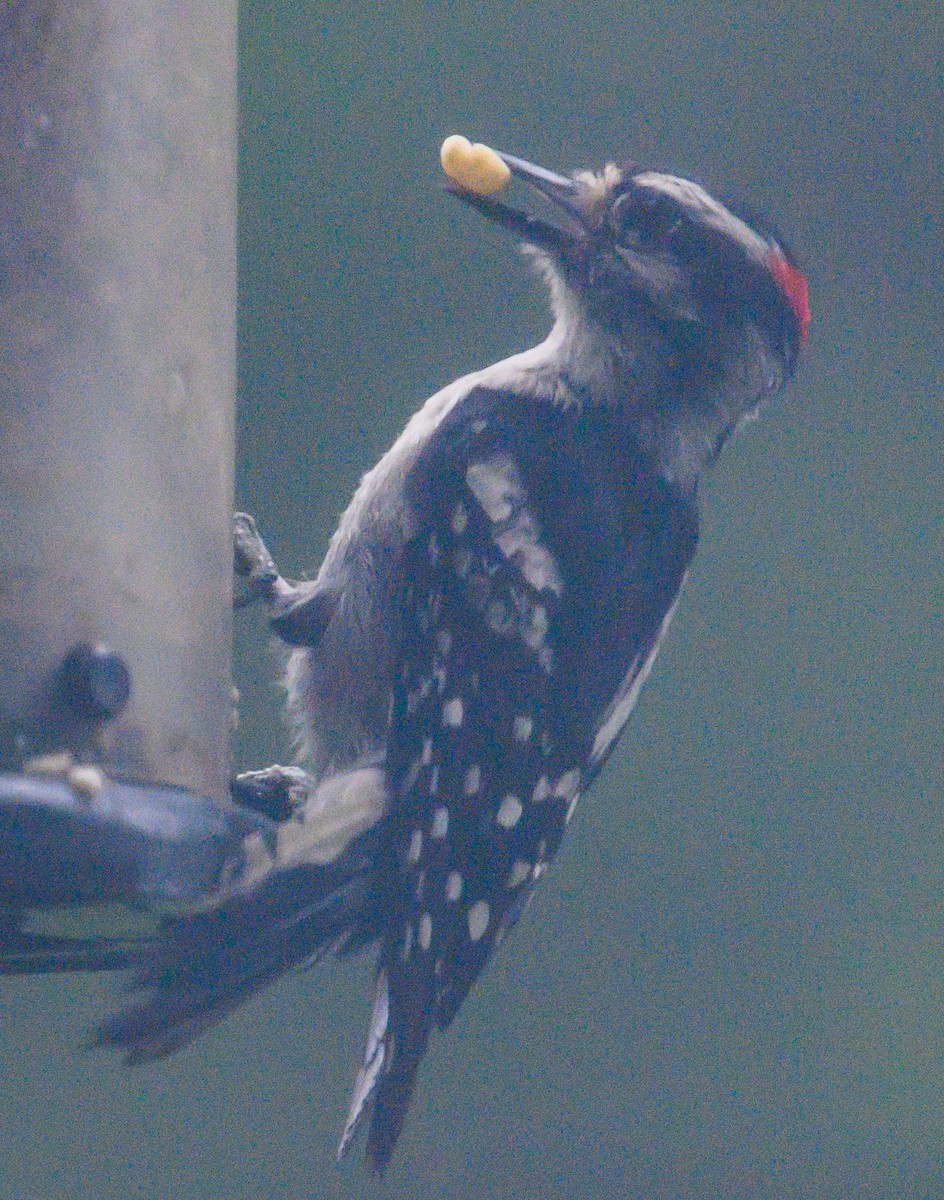 Downy Woodpecker - ML164890901