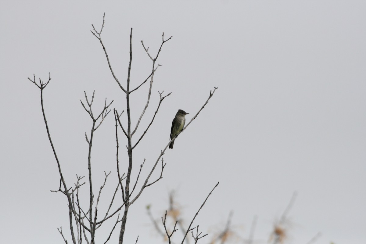 Olive-sided Flycatcher - Beth Hill