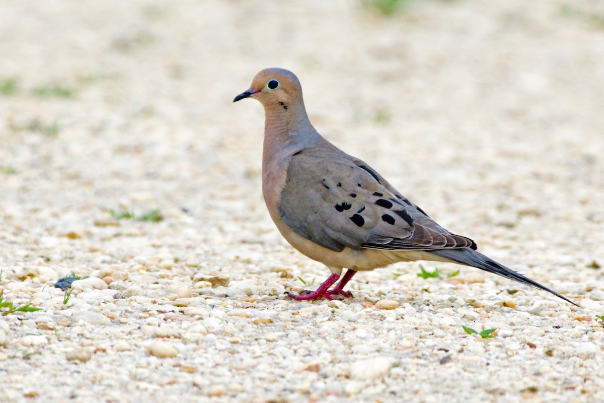 Mourning Dove - Rob Dickerson