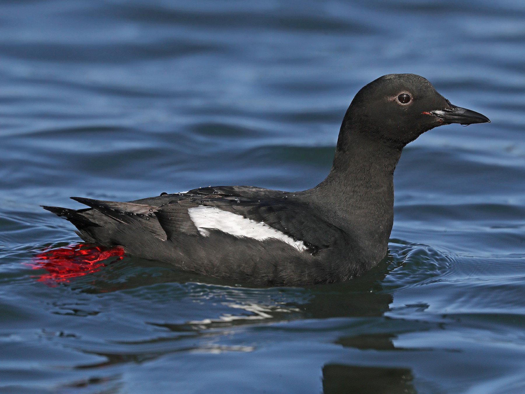 Pigeon Guillemot - Matt Davis